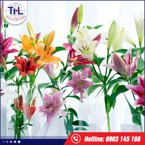 Hương hoa lily